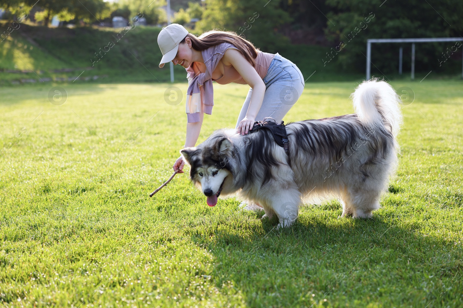 Smiling woman giving stick to her cute Alaskan malamute dog on green grass outdoors in morning Photo of Smiling woman giving stick to her cute Alaskan malamute dog on green grass outdoors in morning