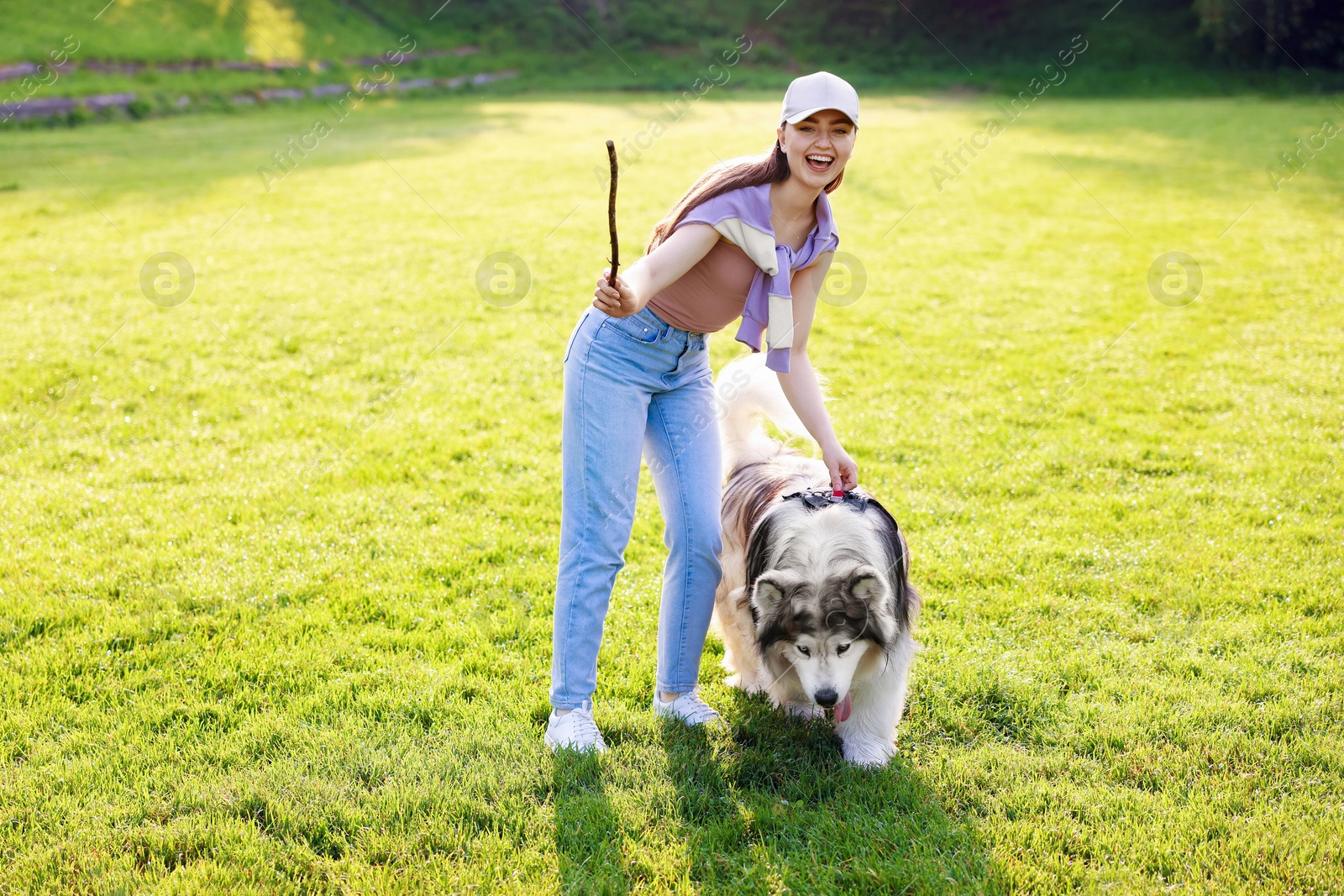 Happy woman with stick and her cute Alaskan malamute dog walking on green grass outdoors in morning Photo of Happy woman with stick and her cute Alaskan malamute dog walking on green grass outdoors in morning