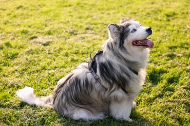 Photo of Cute Alaskan malamute dog sitting on green grass outdoors in morning