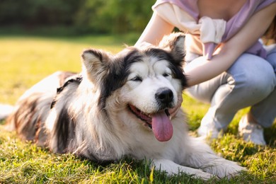 Photo of Woman with her cute Alaskan malamute dog on green grass outdoors in morning, closeup