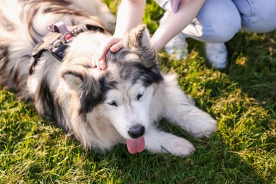 Photo of Woman with her cute Alaskan malamute dog on green grass outdoors in morning, closeup