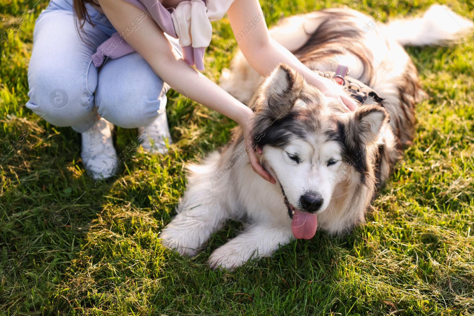 Woman with her cute Alaskan malamute dog on green grass outdoors in morning, closeup Photo of Woman with her cute Alaskan malamute dog on green grass outdoors in morning, closeup