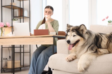 Photo of Woman suffering from allergy while working and her dog at home, selective focus