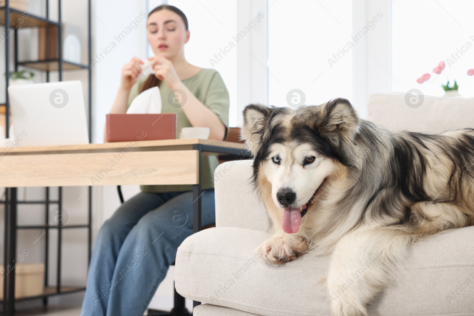 Woman suffering from allergy while working and her dog at home, selective focus Photo of Woman suffering from allergy while working and her dog at home, selective focus