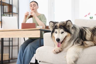 Photo of Woman suffering from allergy while working and her dog at home, selective focus