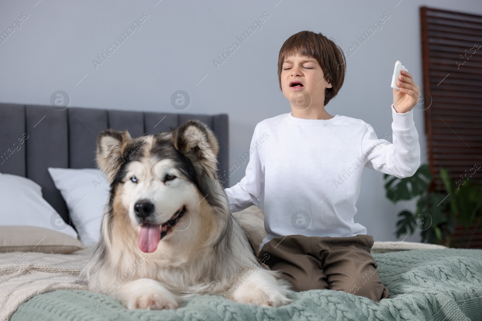 Boy suffering from allergy with her dog on bed at home Photo of Boy suffering from allergy with her dog on bed at home