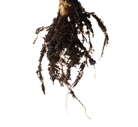 Photo of One plant with root isolated on white