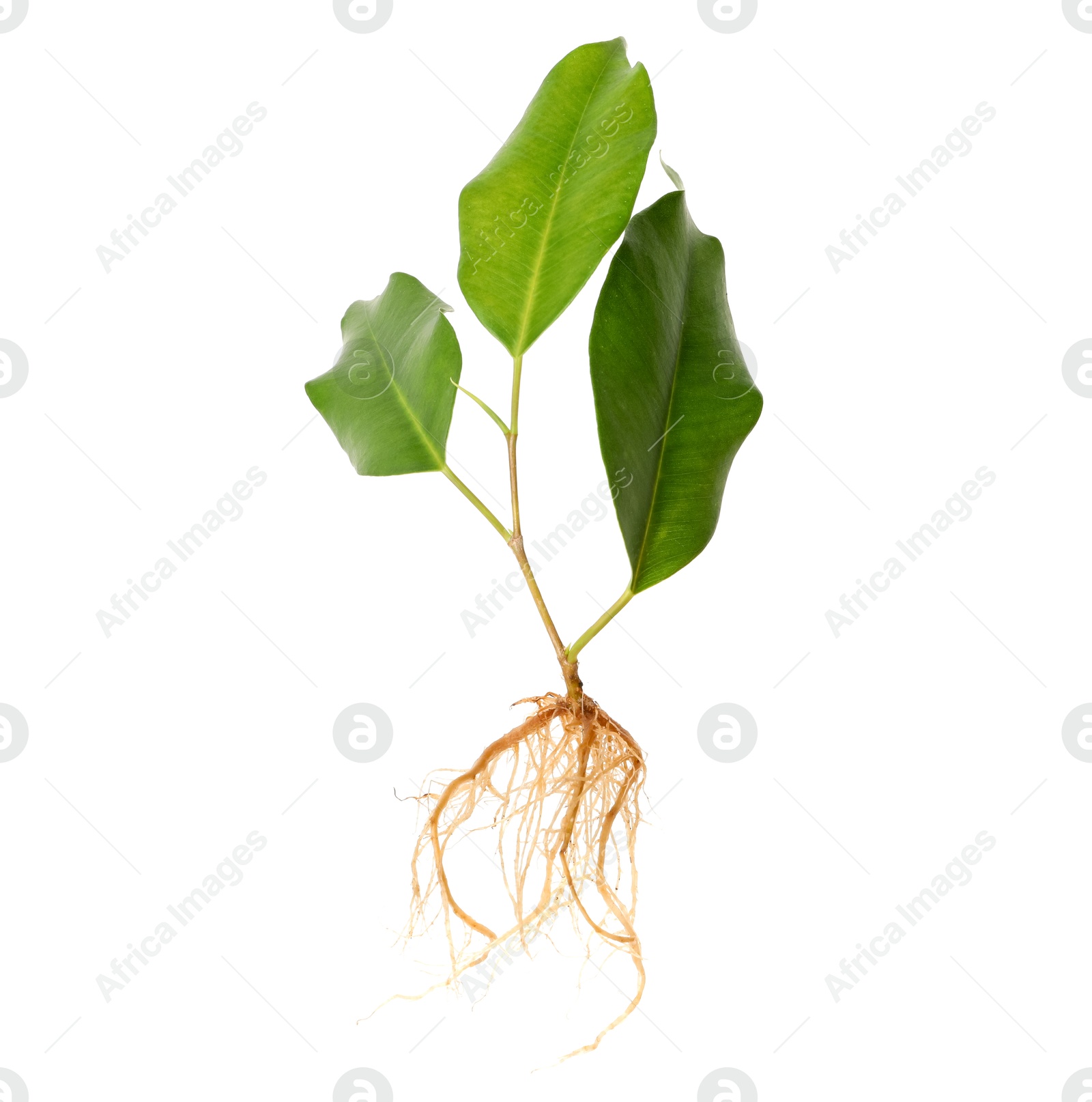 Ficus plant with root and green leaves isolated on white Photo of Ficus plant with root and green leaves isolated on white