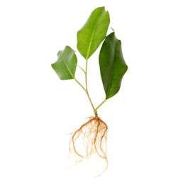 Photo of Ficus plant with root and green leaves isolated on white