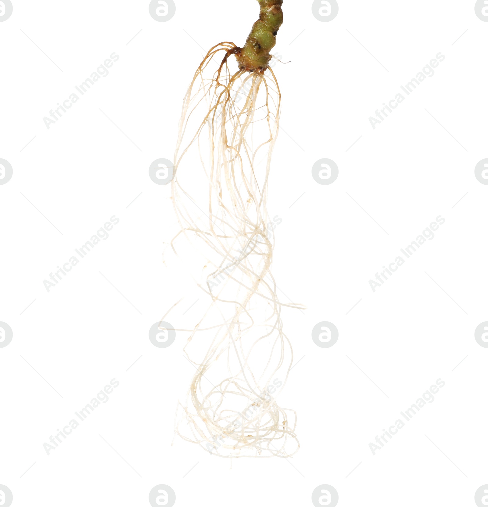 One plant with root isolated on white Photo of One plant with root isolated on white