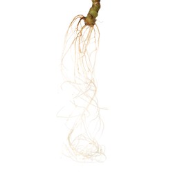 Photo of One plant with root isolated on white