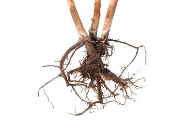 Photo of One plant with root isolated on white