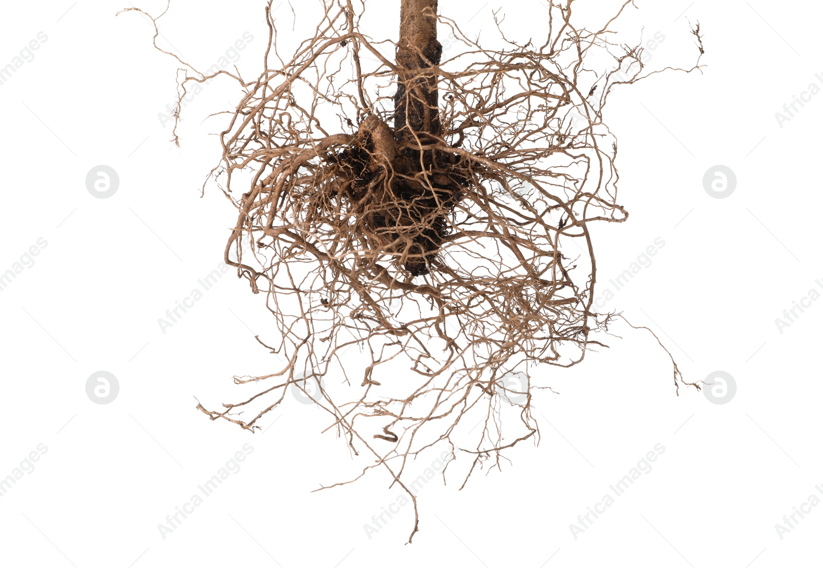 One plant with root isolated on white Photo of One plant with root isolated on white