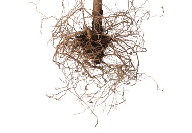 Photo of One plant with root isolated on white