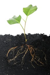 Photo of Ficus plant with root in soil isolated on white
