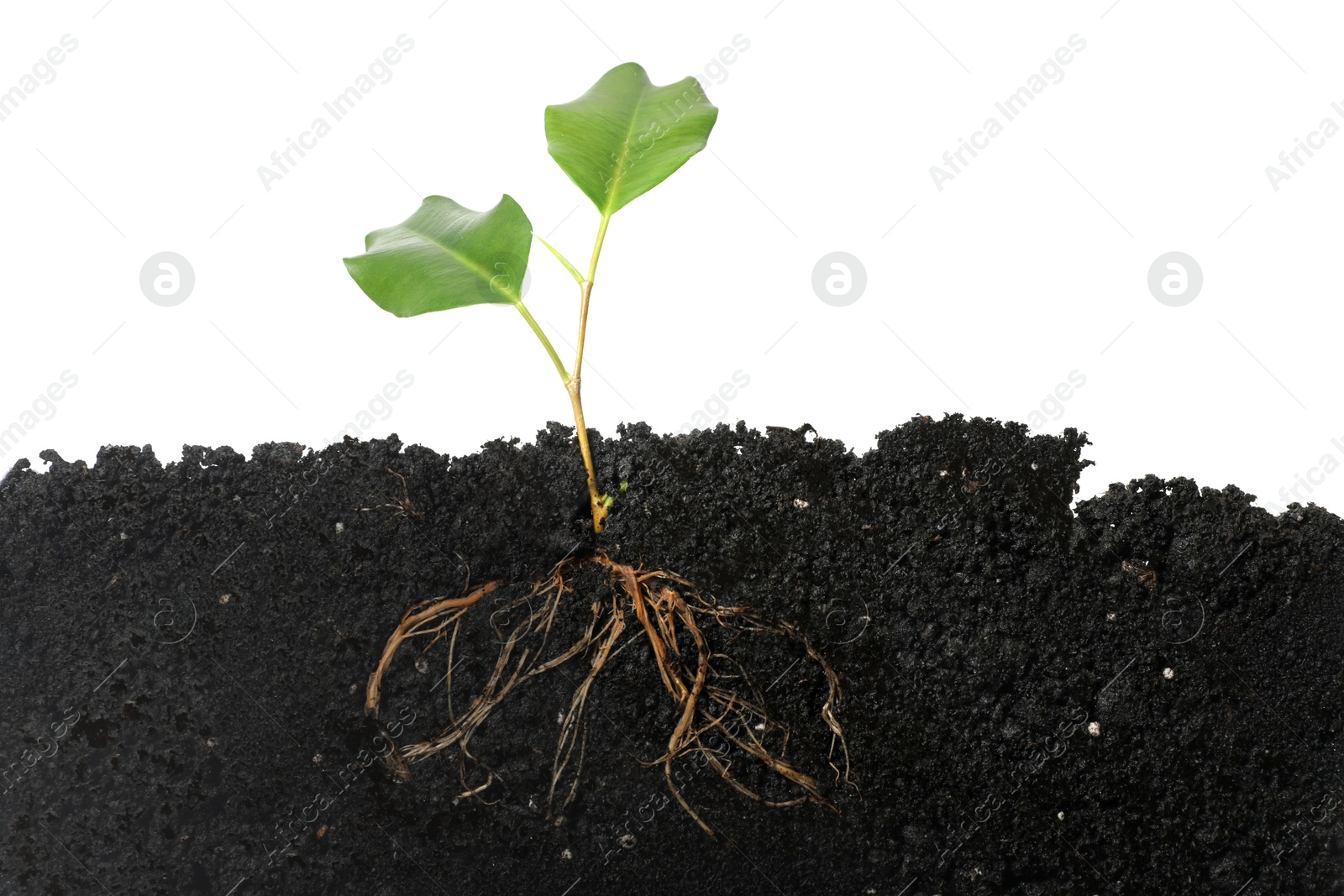 Ficus plant with root in soil isolated on white Photo of Ficus plant with root in soil isolated on white