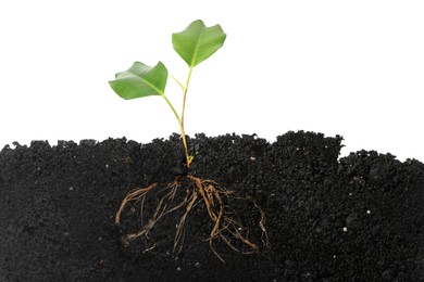 Photo of Ficus plant with root in soil isolated on white