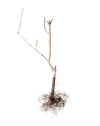 Photo of One plant with root isolated on white