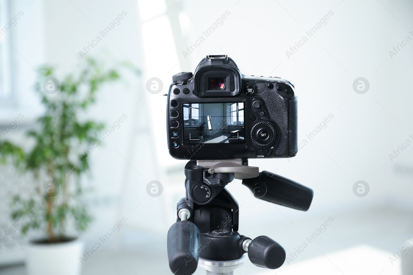 Shooting houseplant and mirror with professional photo camera in studio, selective focus Photo of Shooting houseplant and mirror with professional photo camera in studio, selective focus