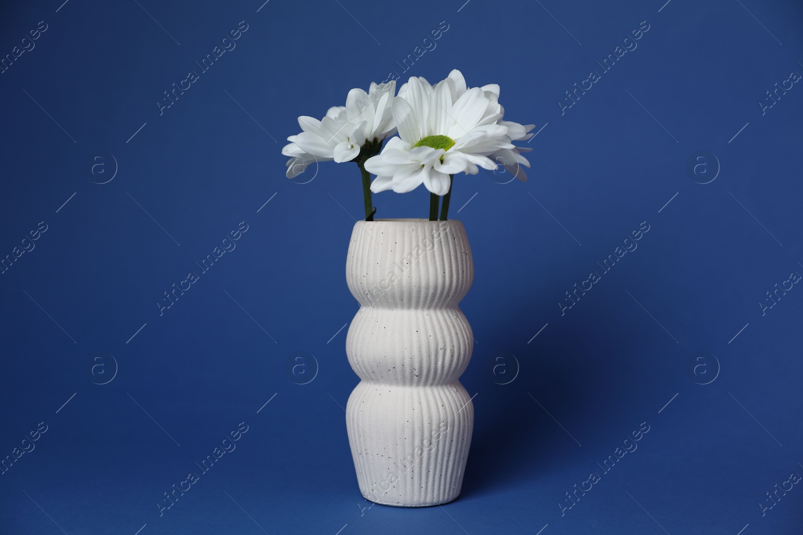 Beautiful white chrysanthemum flowers in vase on blue background Photo of Beautiful white chrysanthemum flowers in vase on blue background