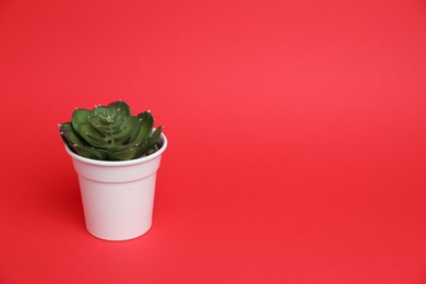 Photo of Green plant in white pot on red background, space for text