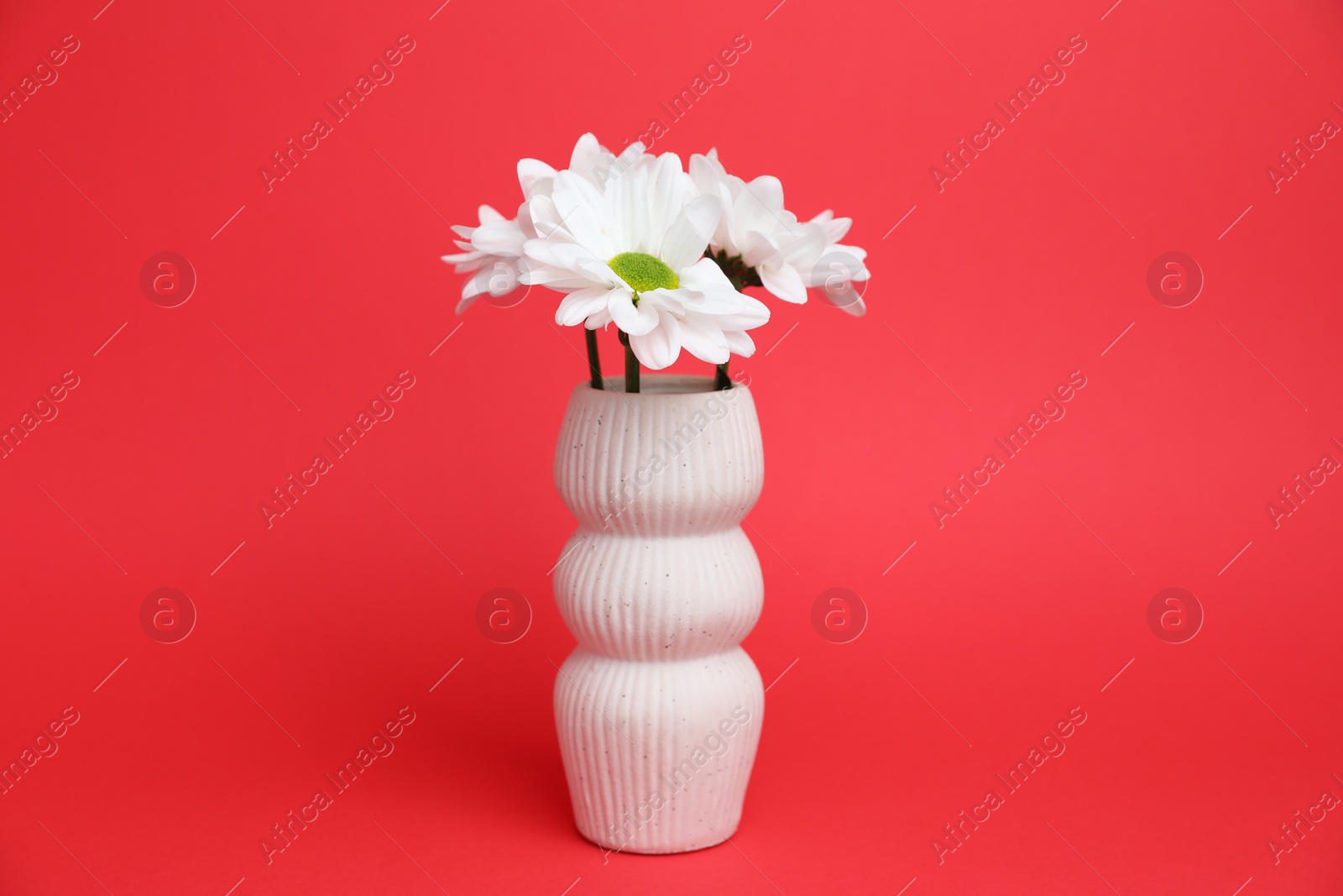 Beautiful white chrysanthemum flowers in vase on red background Photo of Beautiful white chrysanthemum flowers in vase on red background