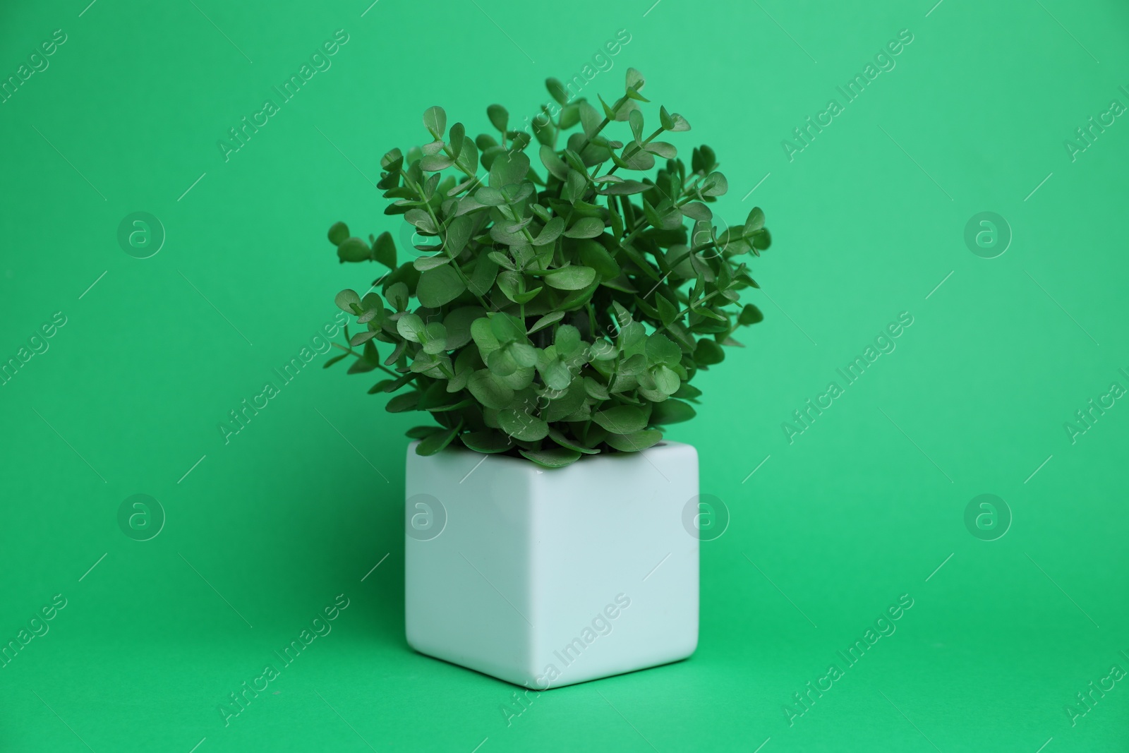 Beautiful plant in white pot on green background Photo of Beautiful plant in white pot on green background