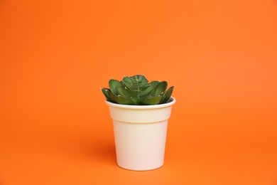 Photo of Green plant in white pot on orange background