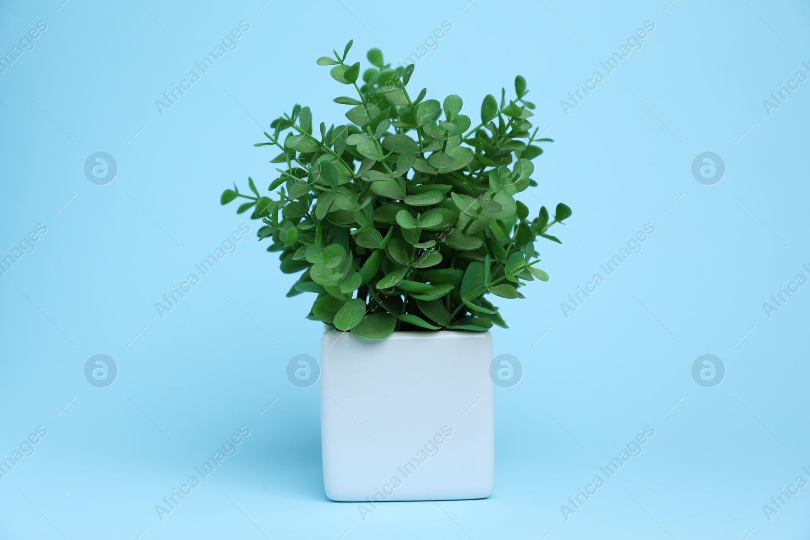 Photo of Green plant in white pot on light blue background