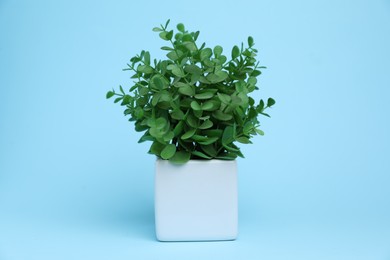 Photo of Green plant in white pot on light blue background