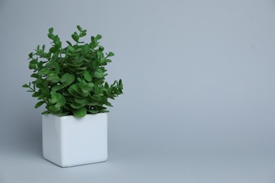 Photo of Green plant in white pot on light grey background, space for text
