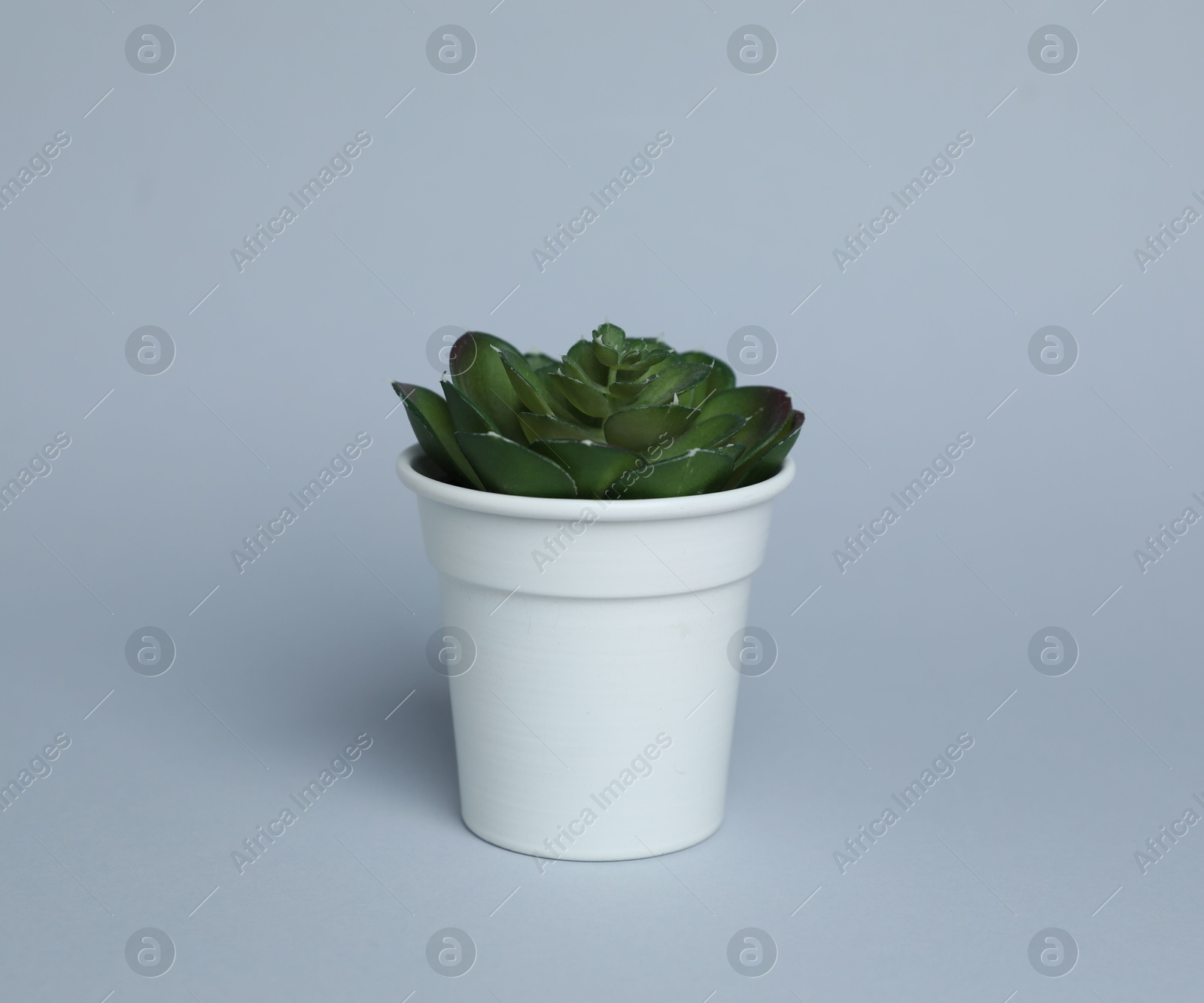Photo of Green plant in white pot on light grey background