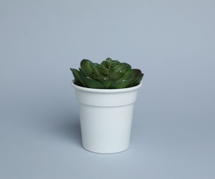 Photo of Green plant in white pot on light grey background