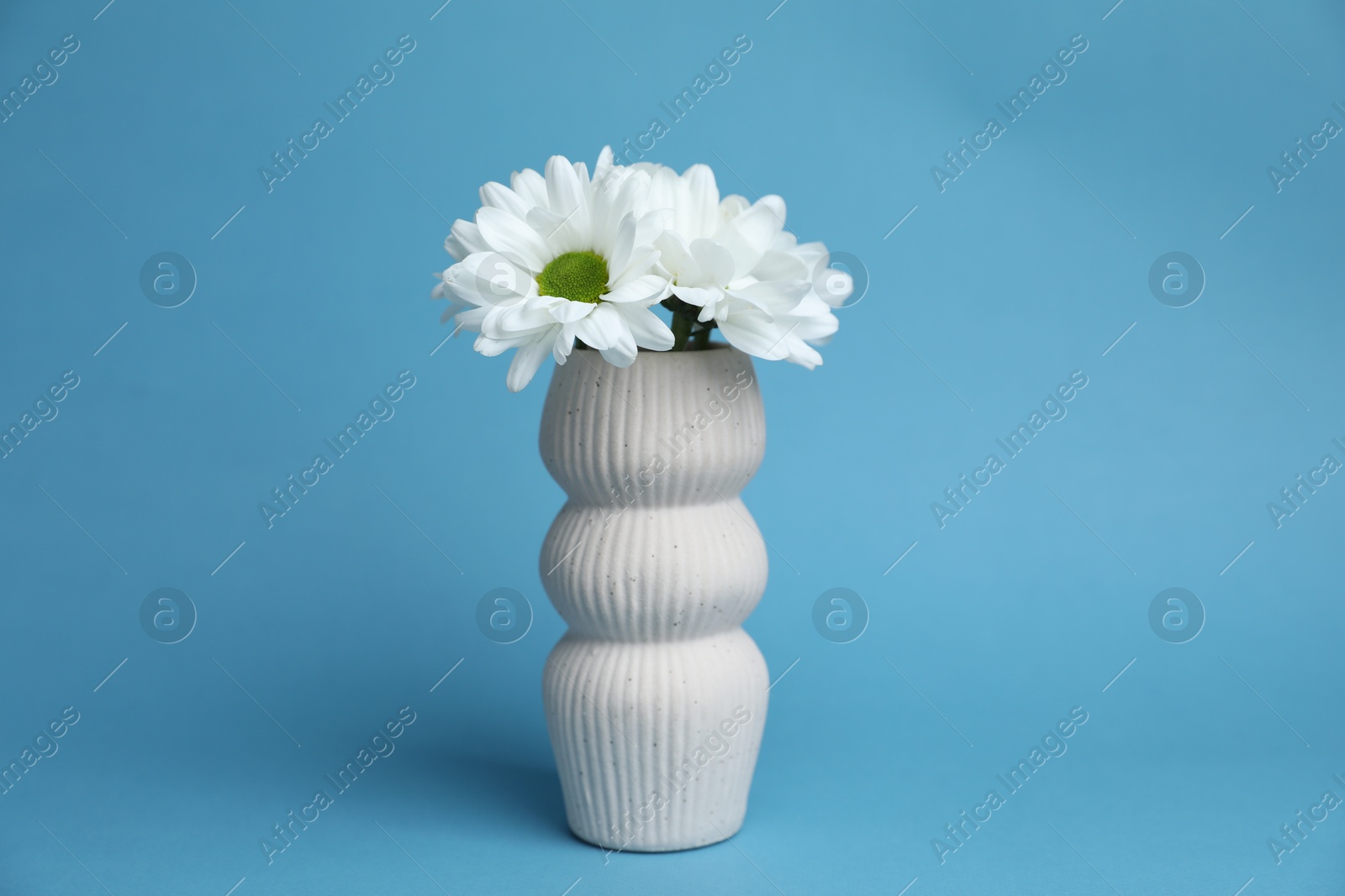 Photo of Beautiful white chrysanthemum flowers in vase on light blue background