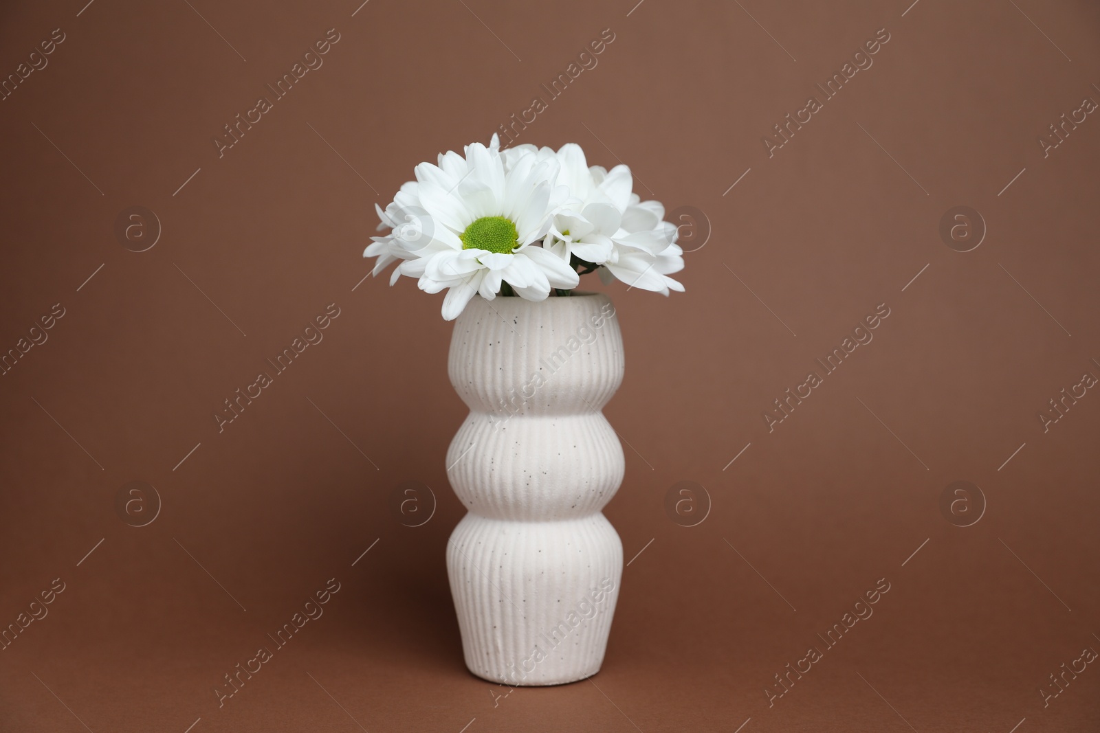 Beautiful white chrysanthemum flowers in vase on brown background Photo of Beautiful white chrysanthemum flowers in vase on brown background