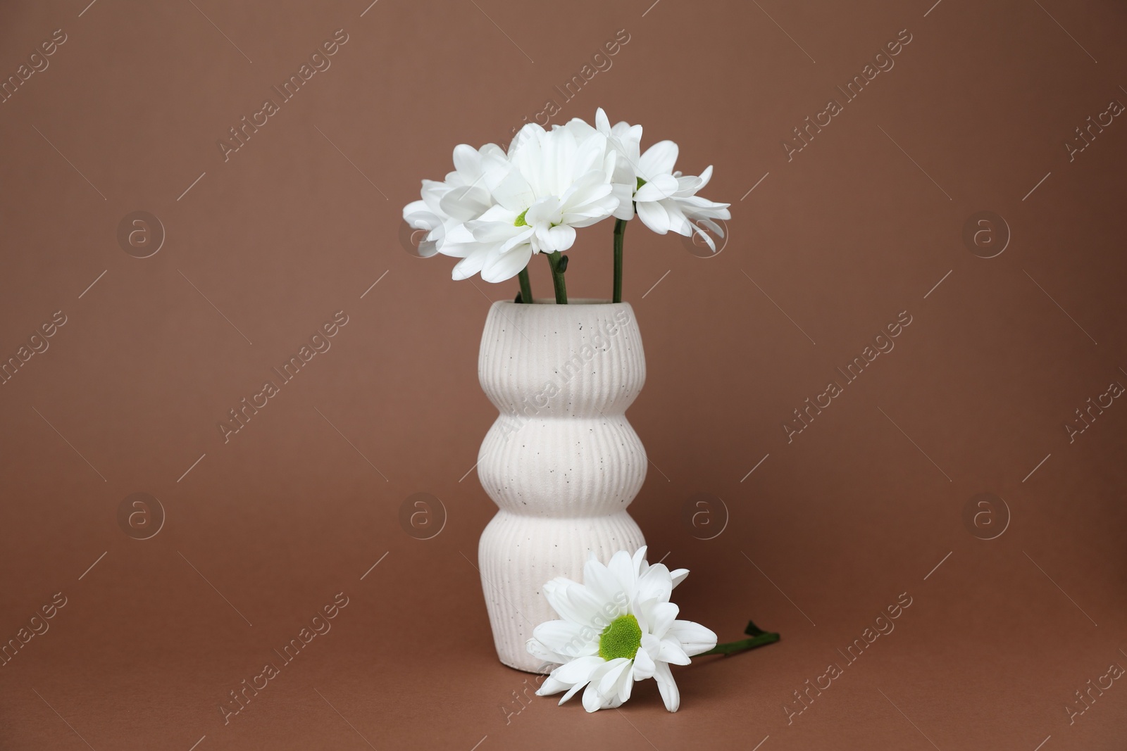 Beautiful white chrysanthemum flowers in vase on brown background Photo of Beautiful white chrysanthemum flowers in vase on brown background