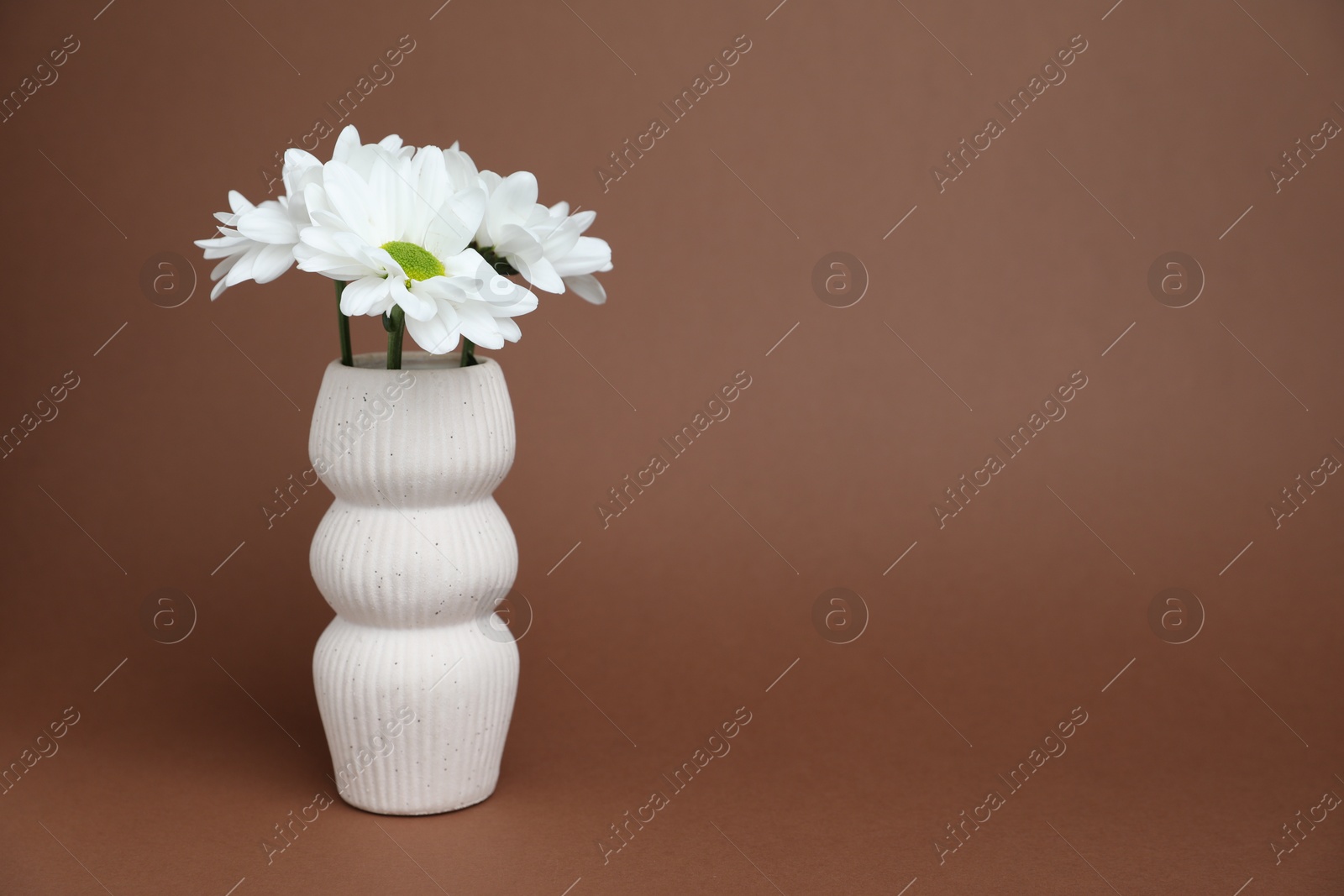 Beautiful white chrysanthemum flowers in vase on brown background, space for text Photo of Beautiful white chrysanthemum flowers in vase on brown background, space for text