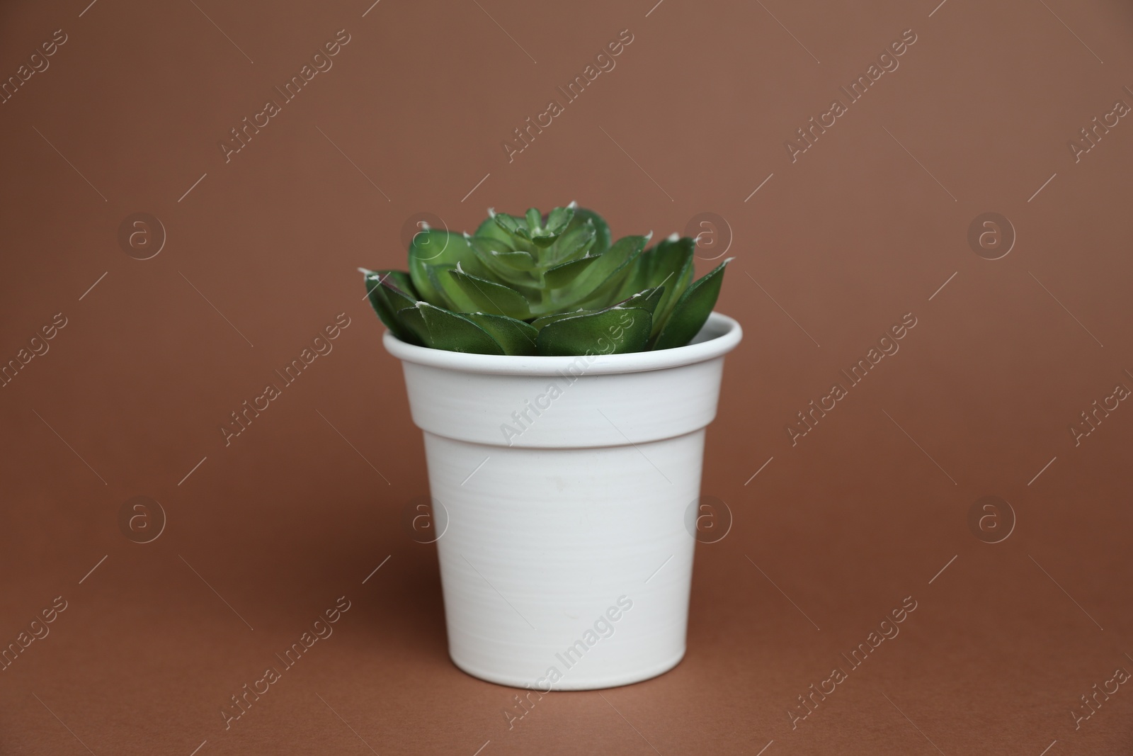 Green plant in white pot on brown background Photo of Green plant in white pot on brown background