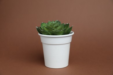 Photo of Green plant in white pot on brown background