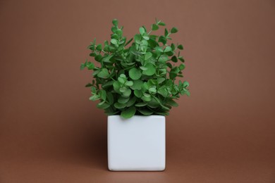 Photo of Green plant in white pot on brown background
