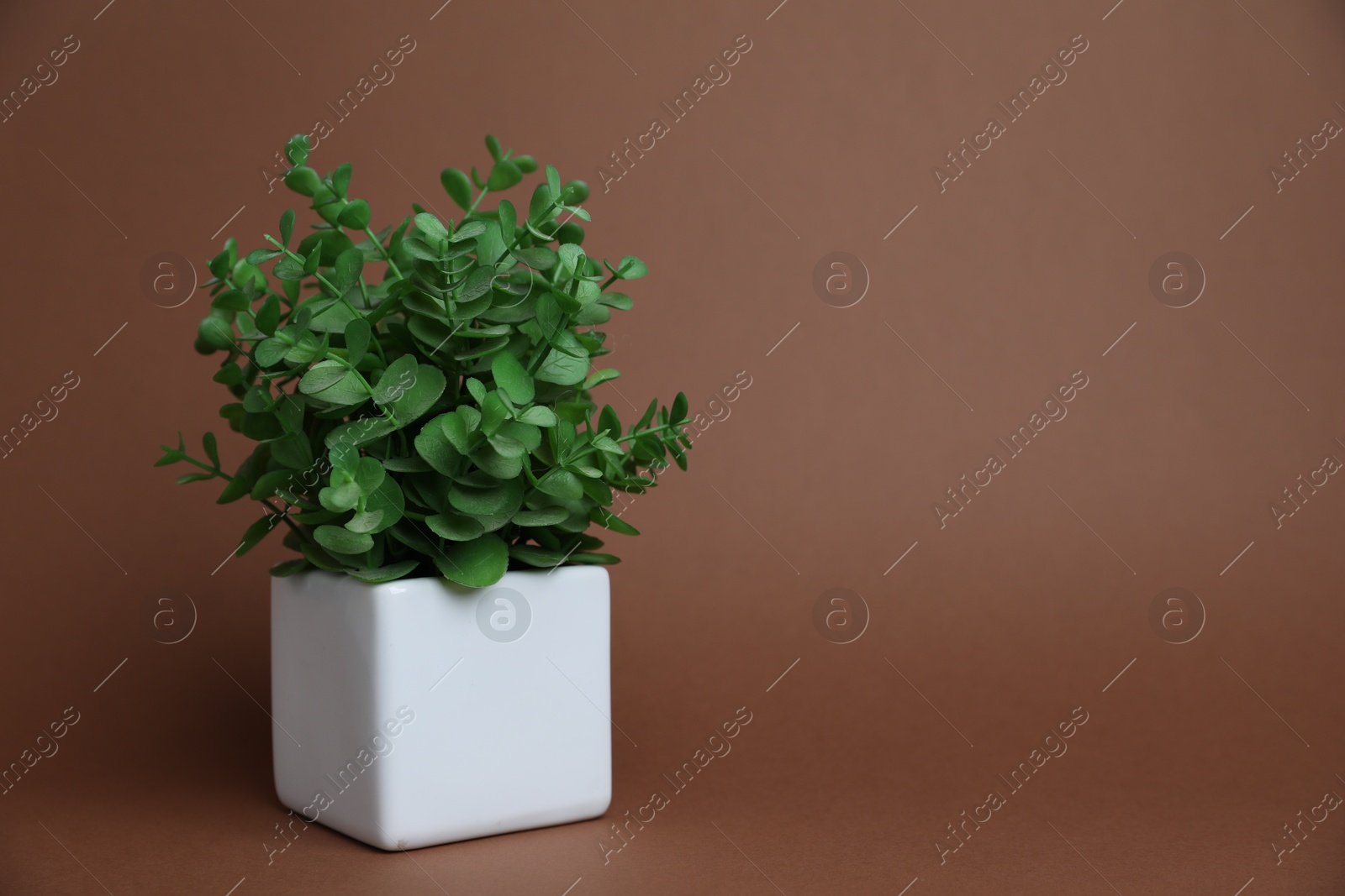 Green plant in white pot on brown background, space for text Photo of Green plant in white pot on brown background, space for text