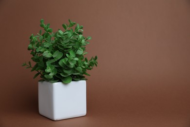 Photo of Green plant in white pot on brown background, space for text