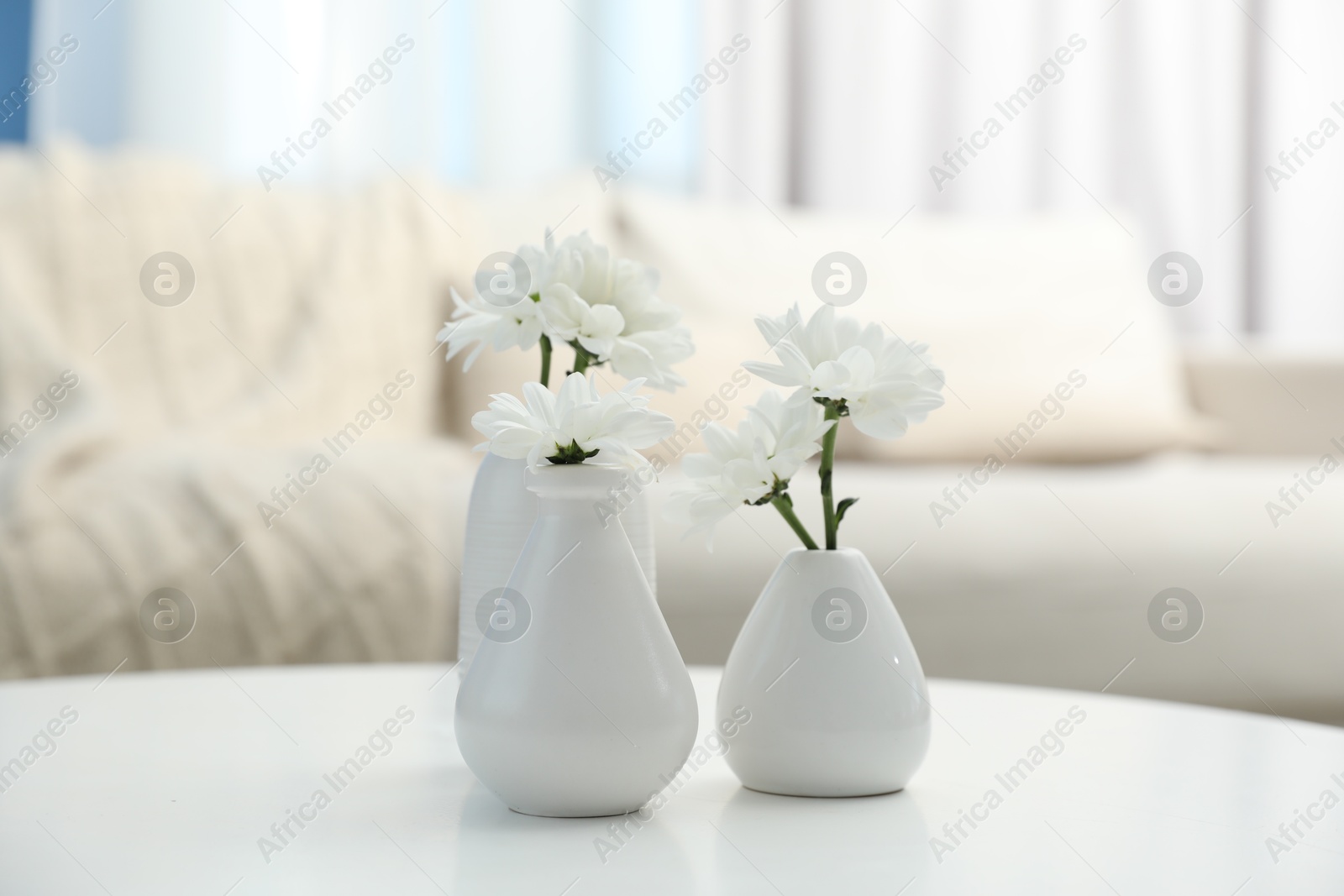 Beautiful chrysanthemum flowers in vases on white table indoors Photo of Beautiful chrysanthemum flowers in vases on white table indoors