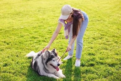 Photo of Woman giving stick to her cute Alaskan malamute dog on green grass outdoors in morning