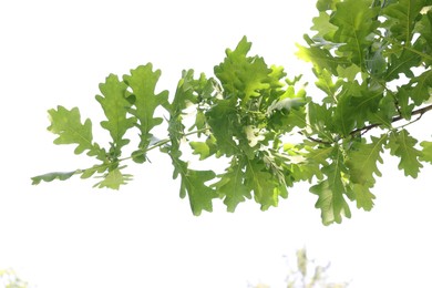 Photo of Oak tree branch with green leaves on white background, low angle view
