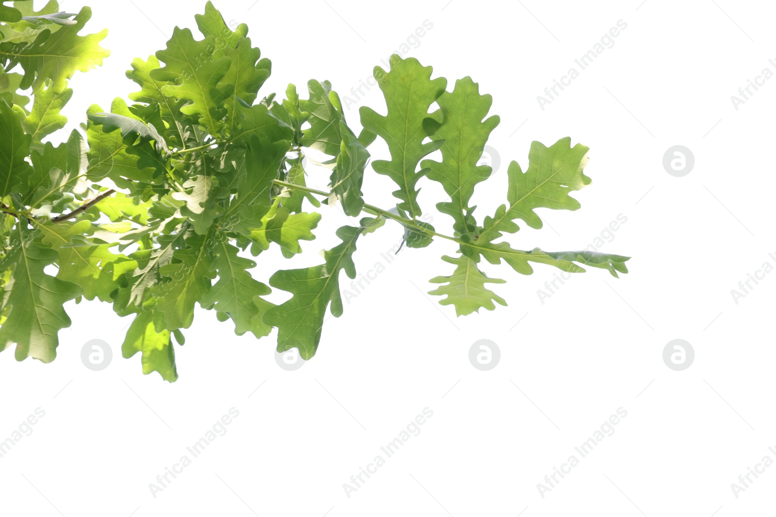 Oak tree branch with green leaves on white background, low angle view Photo of Oak tree branch with green leaves on white background, low angle view