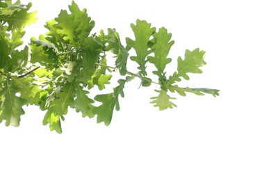 Photo of Oak tree branch with green leaves on white background, low angle view