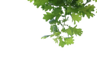 Photo of Oak tree branch with green leaves on white background, low angle view. Space for text