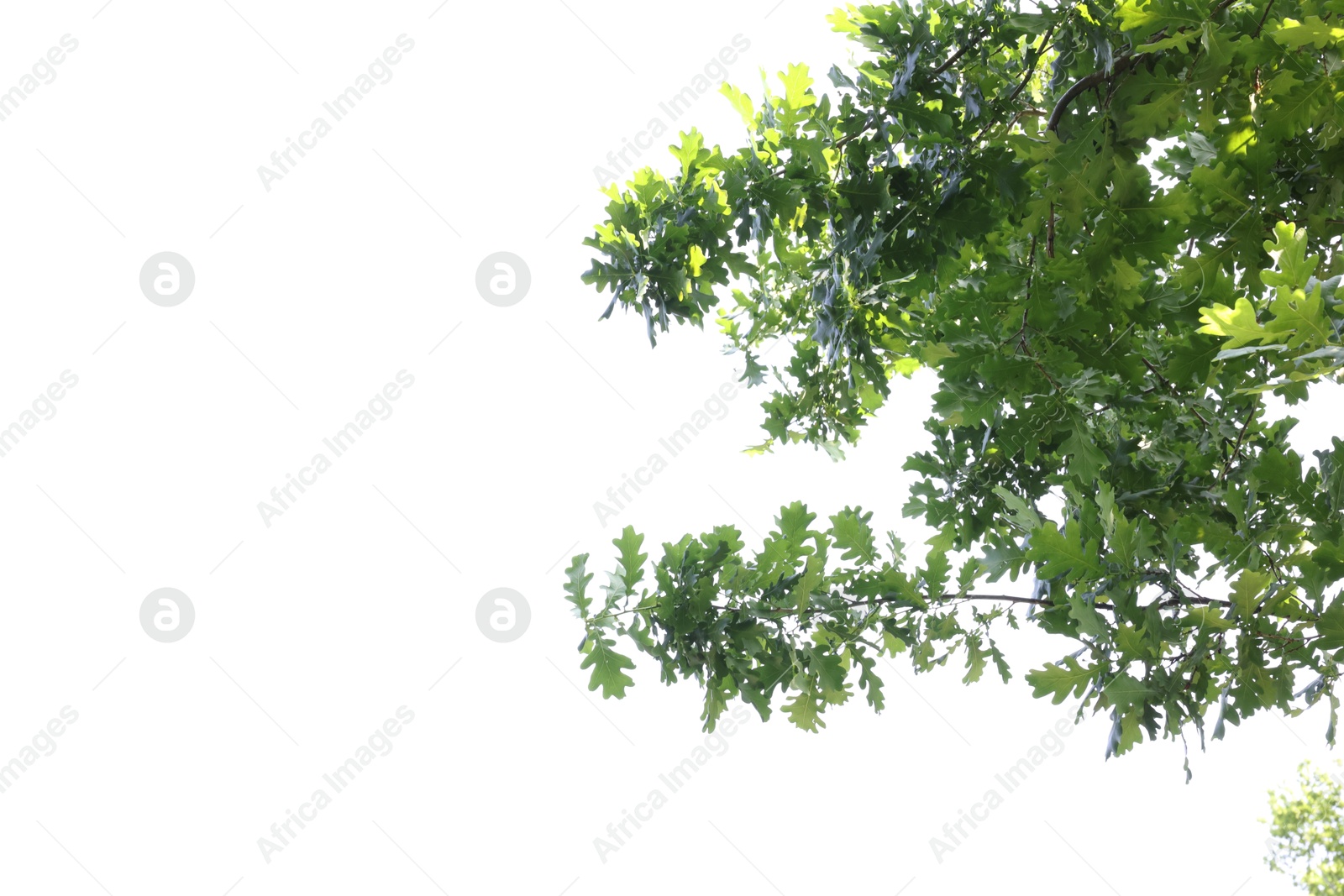 Oak tree branches with green leaves on white background, low angle view. Space for text Photo of Oak tree branches with green leaves on white background, low angle view. Space for text