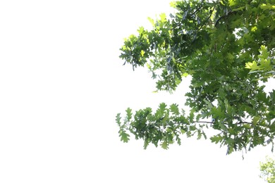 Photo of Oak tree branches with green leaves on white background, low angle view. Space for text